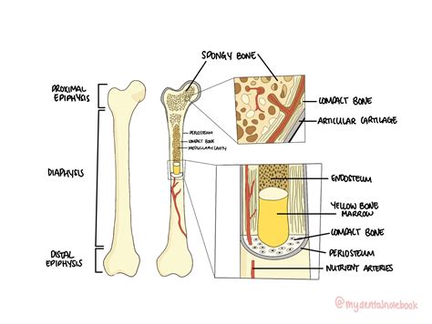 Bone - Revise Dental