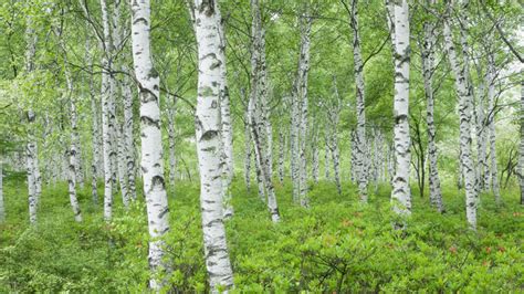 Birch Trees In The Urban Landscape Canadas Local Gardener Magazine