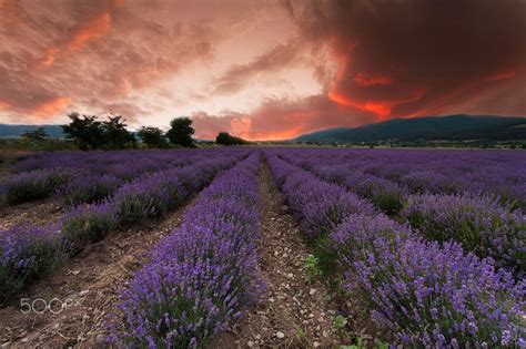 Lаvеnder Fire A Lavender Field In Bulgaria Lavender Fields
