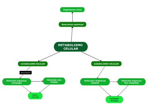Metabolismo Celular Mapa Mental