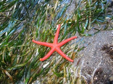 19 Bizarre And Beautiful Starfish Species In 2020 Starfish Species