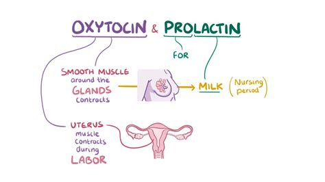 Oxytocin Reflex