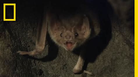 Vampire Bat Bite