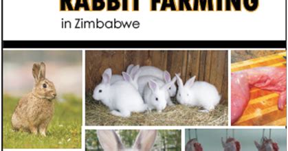 Learn how to start rabbit farming business with this profitable business plan. Commercial Rabbit Farming in Zimbabwe ~ LeVision Consulting Africa