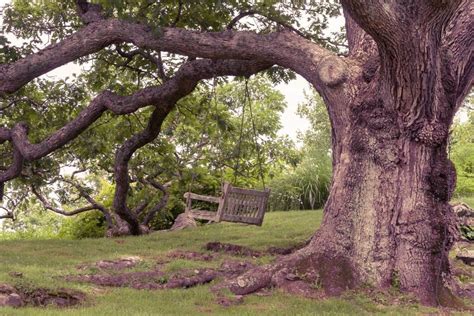 8 Tips For Beautiful Landscaping Under Oak Trees