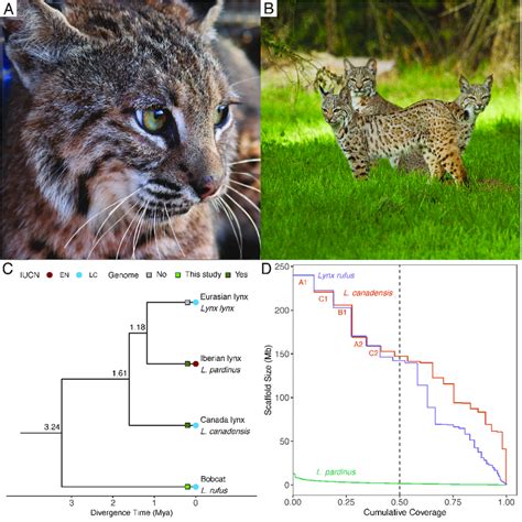 A Bobcat Reference Genome Assembly A A Bobcat Lynx Rufus