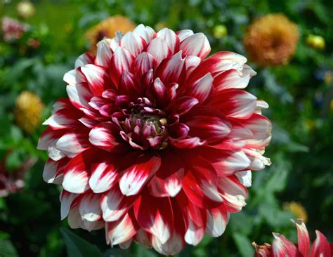 You can download and install the wallpaper and also utilize it for your desktop computer pc. Red-White Dahlia Flower Wallpaper | Free Flower Downloads