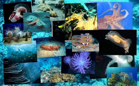 Deep Ocean Creatures Amazing Awesome Discoveries Videos