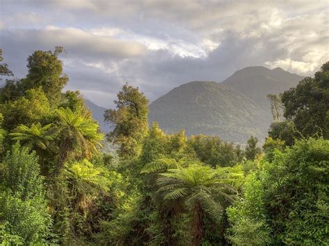 New Zealand Rainforest Nature Rainforest Natural Landmarks