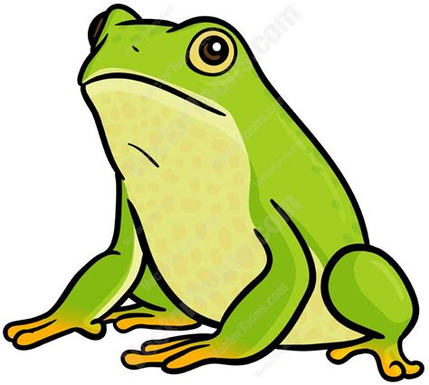 Green Frog Amphibian Bullfrog Croaker Frog Green Jumpingamphibian