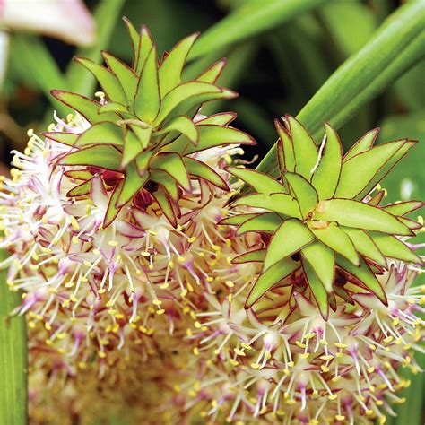 How To Grow Pineapple Lilies In Your Garden Plant Instructions