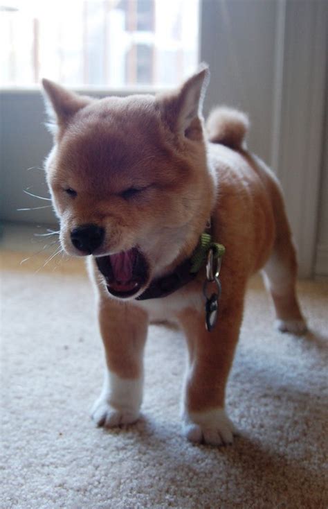 Fluffy Shiba Inu Puppy The Little Things Pinterest