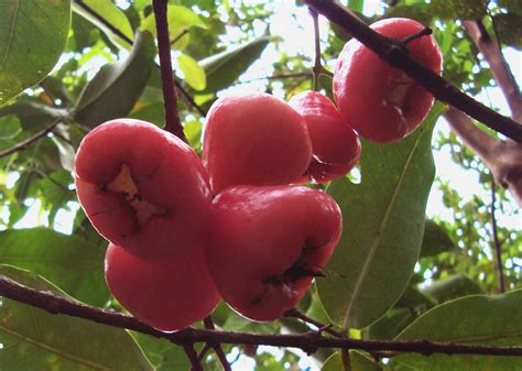 Rose Apple Or Wax Apple Pini Jambu 321 Syzygium Samar Flickr