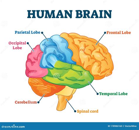Human Brain Vector Illustration Labeled Anatomical Educational Parts