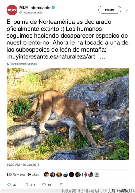 Cuánta Fauna El Puma Oriental Norteamericano Es Declarado
