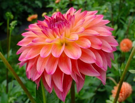 It's a very pretty flower typical of the. 25 Beautiful Flowers Names, Image 2020 - Round Pulse