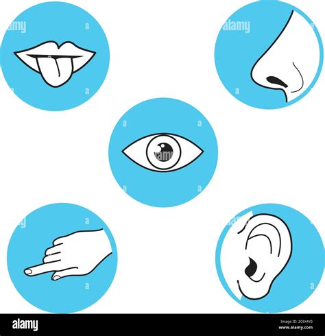Cinco Sentidos Métodos De Percepción Gusto Vista Toque Olor Sonido