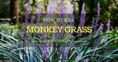 Monkey Grass Grow Gardener Blog