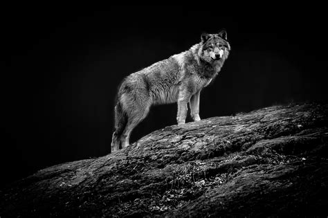 Wolf Stare By Dan Henson 500px