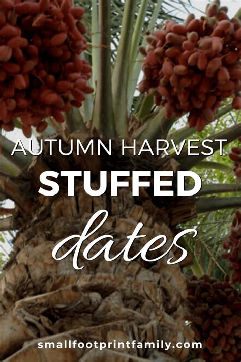 Autumn Harvest Stuffed Dates Gluten Free Paleo Vegan Small
