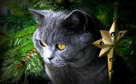 Black Cat Christmas Wallpapers Top Free Black Cat Christmas