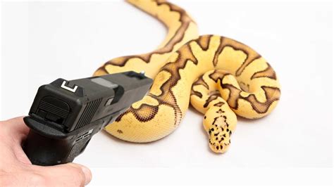 Shooting Snakes Youtube