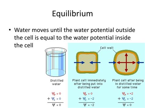 Ppt Water Potential Powerpoint Presentation Free Download Id6440847
