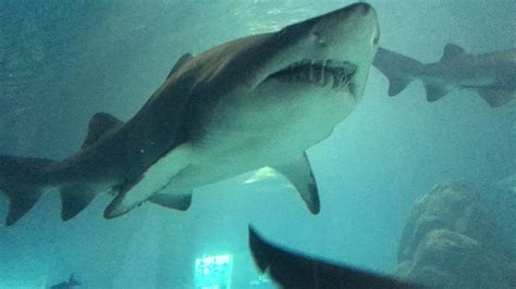 Sharks At Adventure Aquarium In Camden Nj Youtube