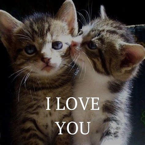 I Love You Quote Kittens Cutest Cute Cats Kittens And Puppies
