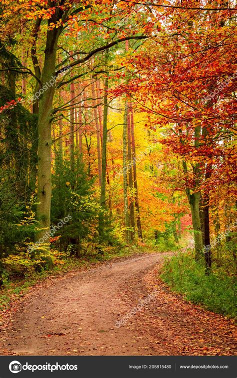 Beautiful Path Autumn Forest Europe Stock Photo By ©shaiith79 205815480