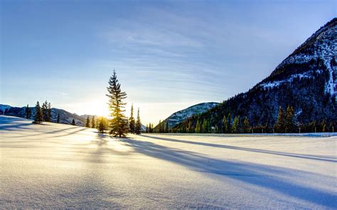 Online Crop Green Pine Trees Sunset Sunlight Landscape Nature Hd