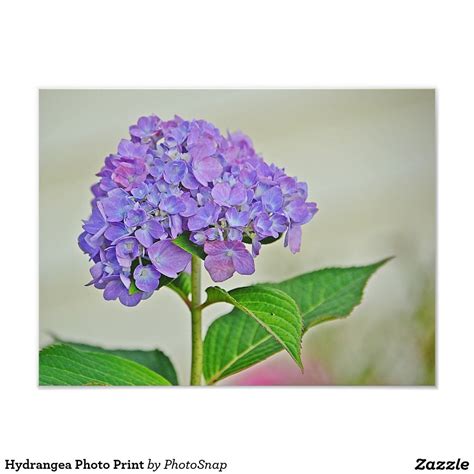 Hydrangea Photo Print Hydrangea Print Hydrangea Purple Make Your Own