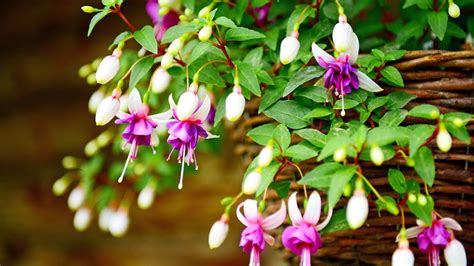 How To Care For Fuchsias Tips For Breath Taking Blooms