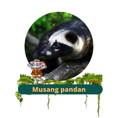 Musang Pandan Semarang Zoo