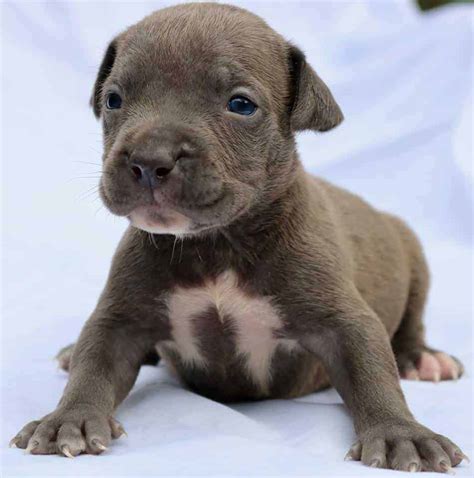 These traits along with their intelligence make them perfect for such things as agility, obedience, conformation and tracking. XL PITBULL PUPPIES FOR SALE | CHAMPAGNE XXL PITBULL ...