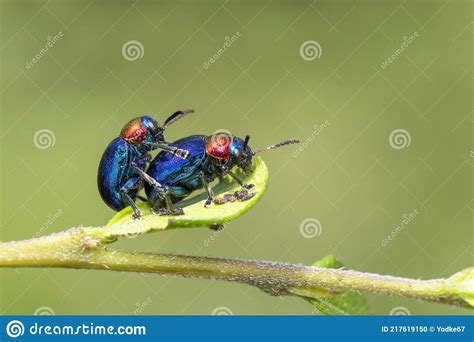 image of blue milkweed beetle it has blue wings and a red head couple make love on a natural