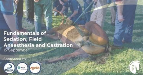 Fundamentals Of Sedation Field Anaesthesia And Castration Queens