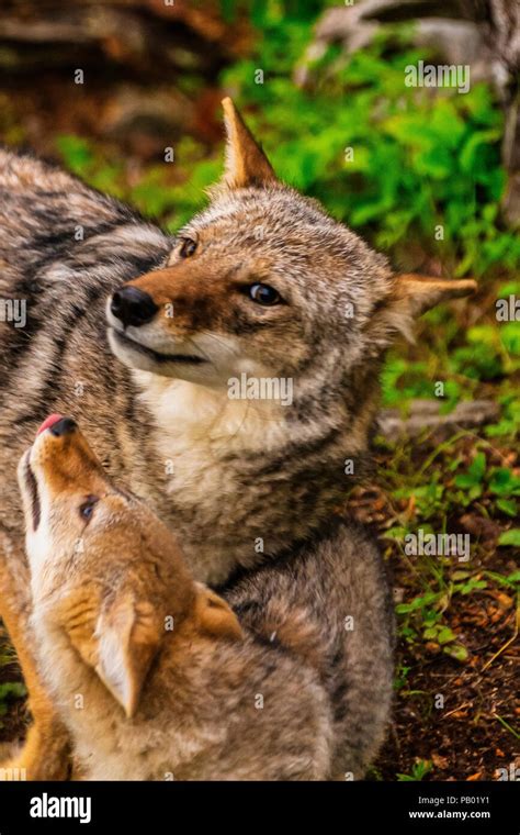 Coyote Mother And Pup Stock Photo Alamy