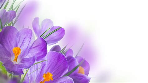 Spring Purple Wallpapers Wallpaper Cave