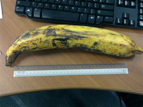 M Vie Giant Banana