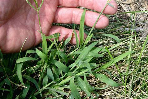How To Identify And Get Rid Of Crabgrass