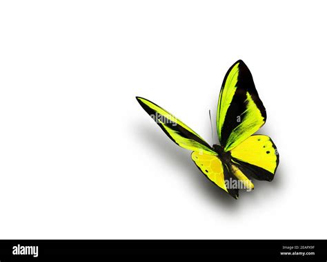 Multi Color Butterfly Hi Res Stock Photography And Images Alamy
