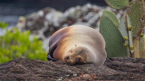 Premium Photo Galapagos Sea Lion Zalophus Wollebaeki
