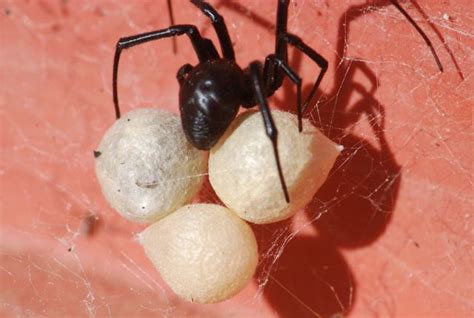 Bug Of The Week Baby Black Widows Growing With Science Blog