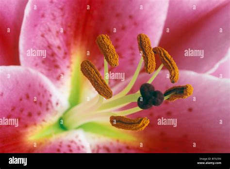 Tiger Lily Flower Closeup Stock Photo Alamy