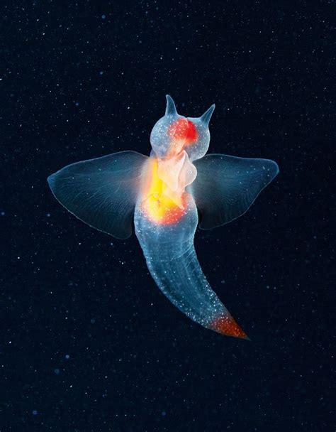 These Endangered Wildlife Photos Are Artistic Masterpieces Deep Sea