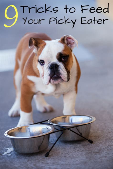 9 Tricks To Feed Your Picky Eater Understanding Is Loving Picky Dog