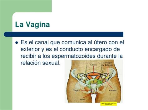 La vagina de Alba Tabata PasiónVaginal Hot Sex Picture