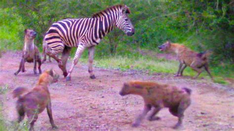 The Hyena Attacks The Live Zebra While It Tries To Escape And The End