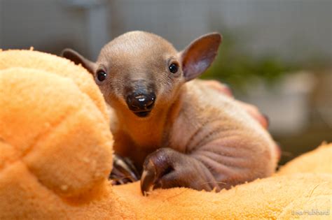 The city is focused on economic development to create jobs, committed to innovation and efficiency through technology, seeks to be a leader in environmental sustainability, and pursues partnerships to help create opportunities that benefit the city's diverse residents. Meet "Mani" the Cincinnati Zoo's Baby Tamandua ...
